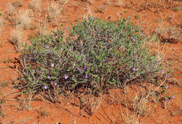 Imagem de Eremophila obovata L. S. Smith