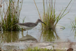 Image of Gray-tailed Tattler