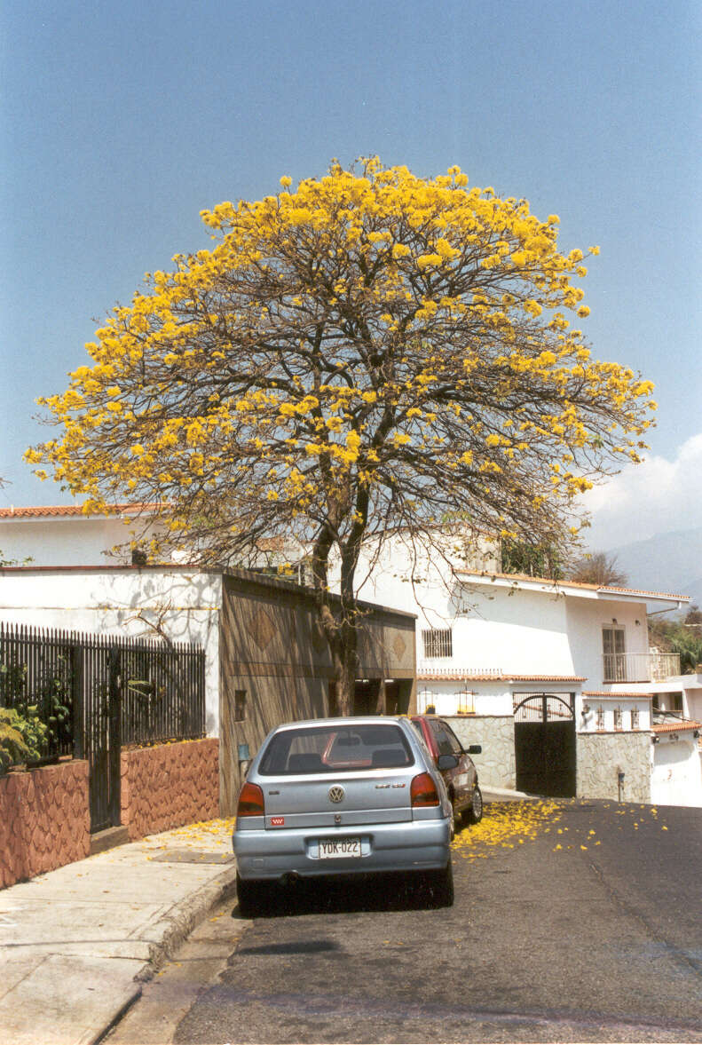 صورة Handroanthus chrysanthus (Jacq.) S. O. Grose