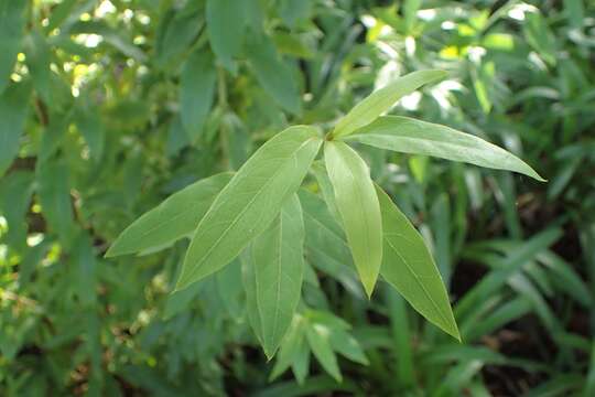 Image of Terminalia australis Cambess.