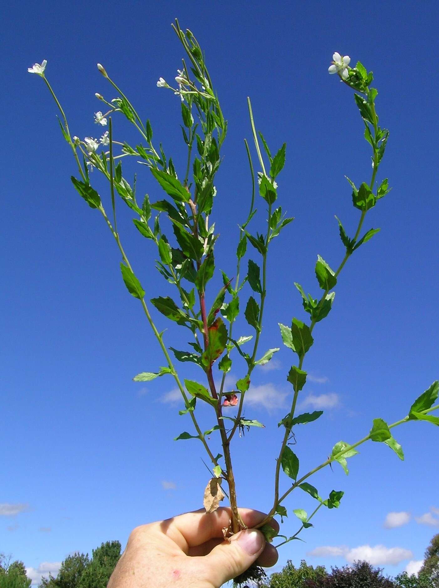 Image of aboriginal willowherb