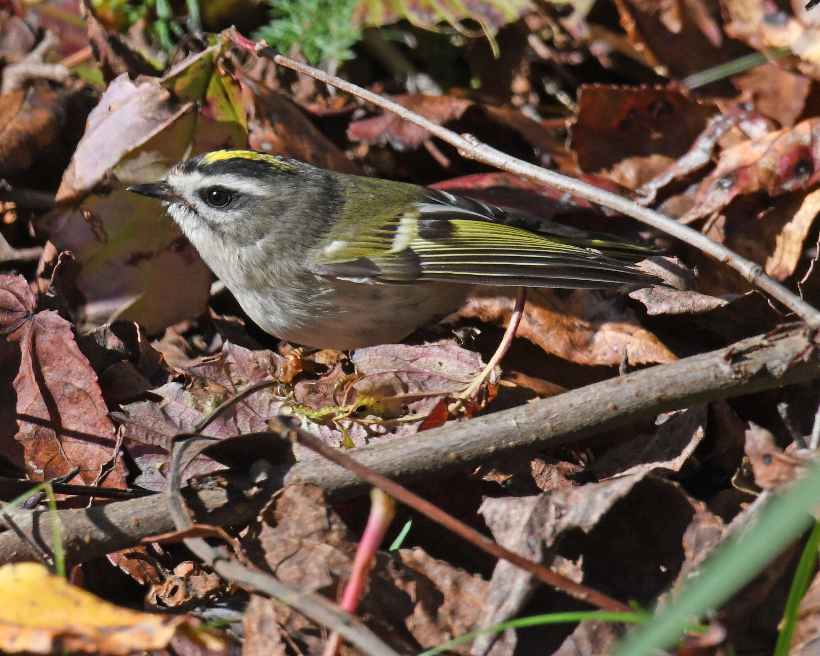 Image of Golden-crowned Kinglet