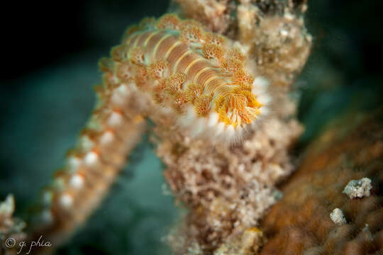 Image of Bearded Fireworm