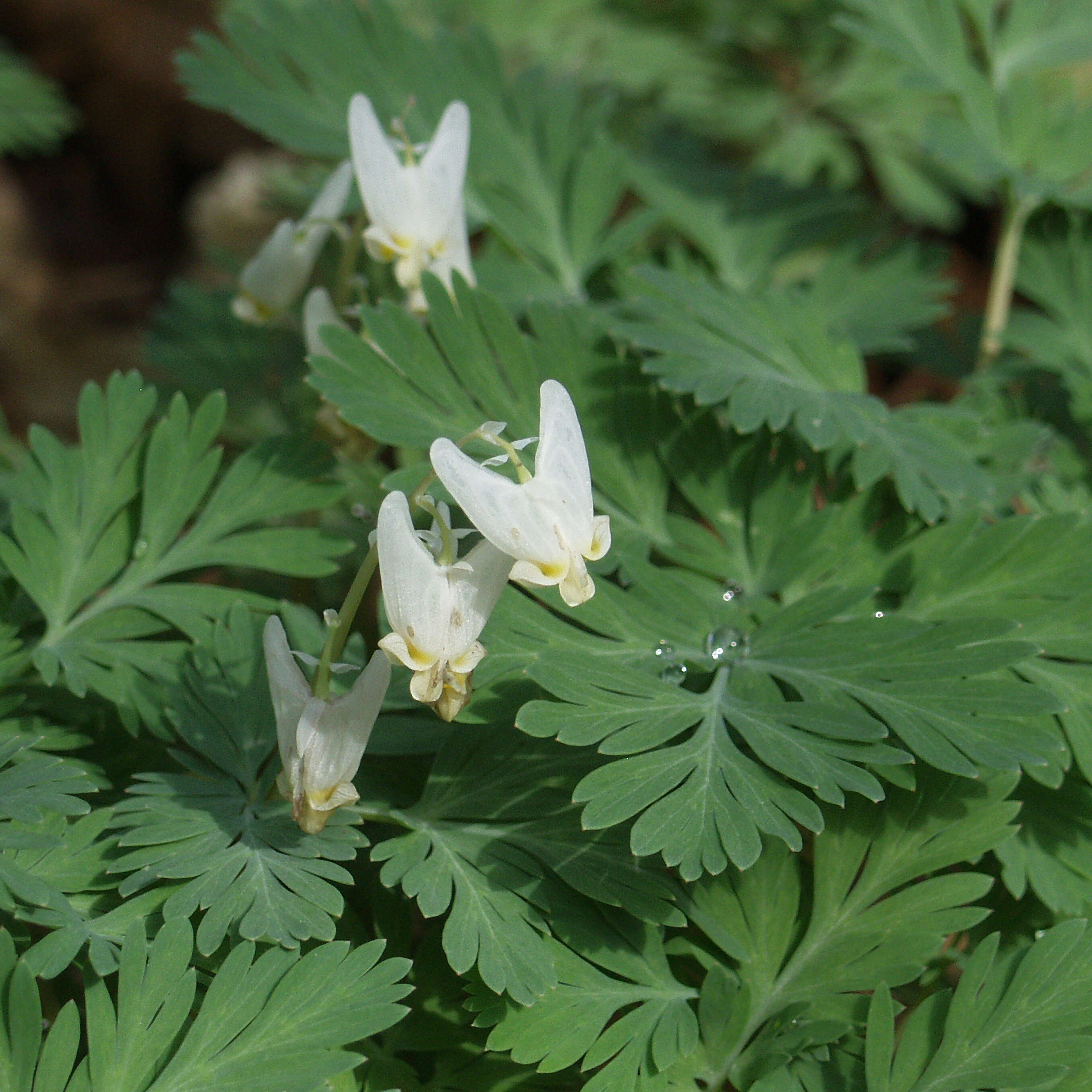 Image of dutchman's breeches