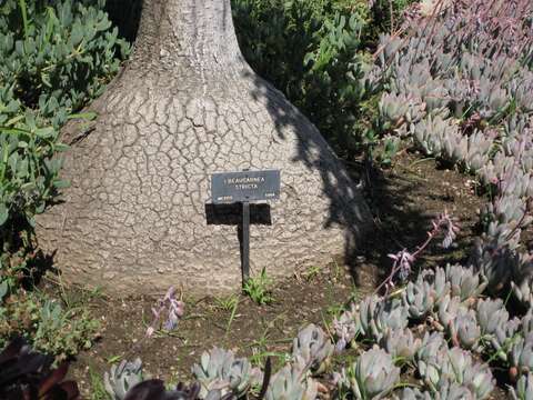 Image of Beaucarnea stricta Lem.