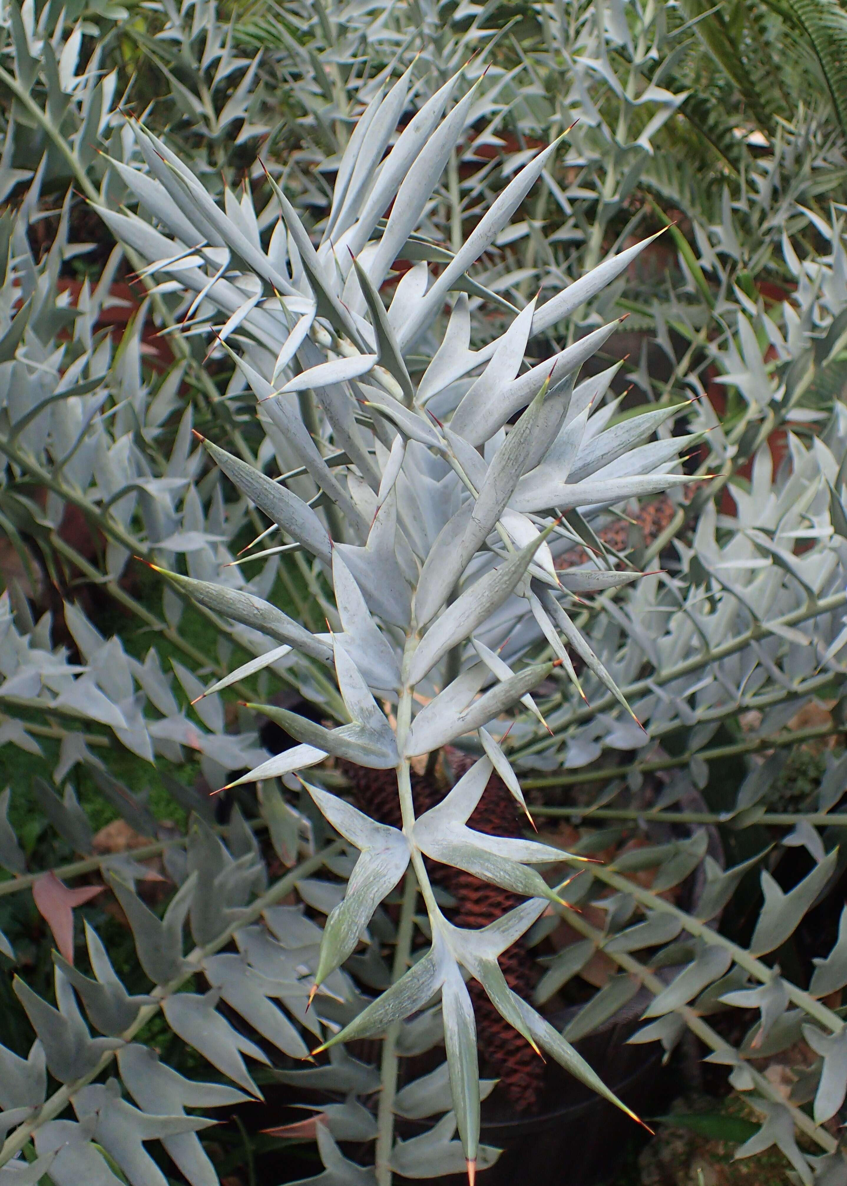 Image of Eastern Cape Blue Cycad