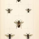 Image of Megachile maritima (Kirby 1802)