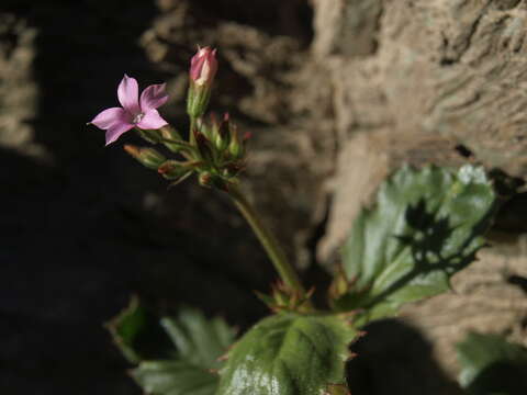 Image of broad-leaf gilia