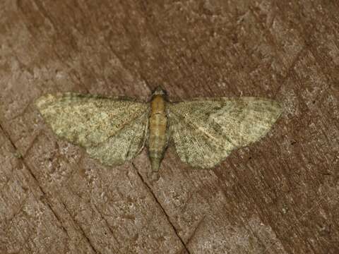 Imagem de Eupithecia haworthiata Doubleday 1856