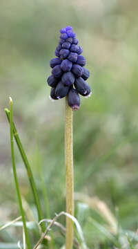 Image of Armenian grape hyacinth