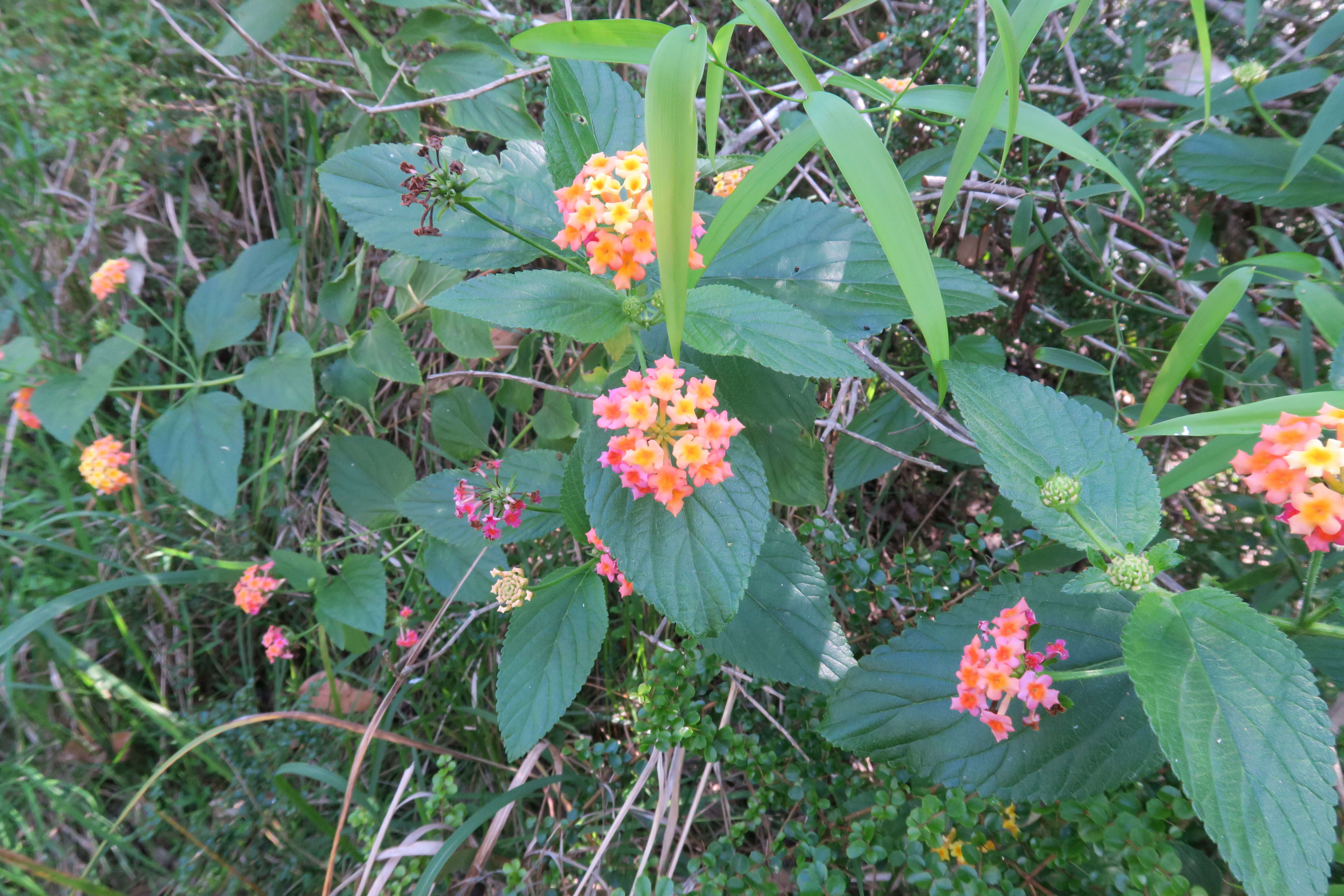 Image of lantana