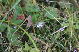 Слика од Euphrasia stricta D. Wolff ex J. F. Lehm.