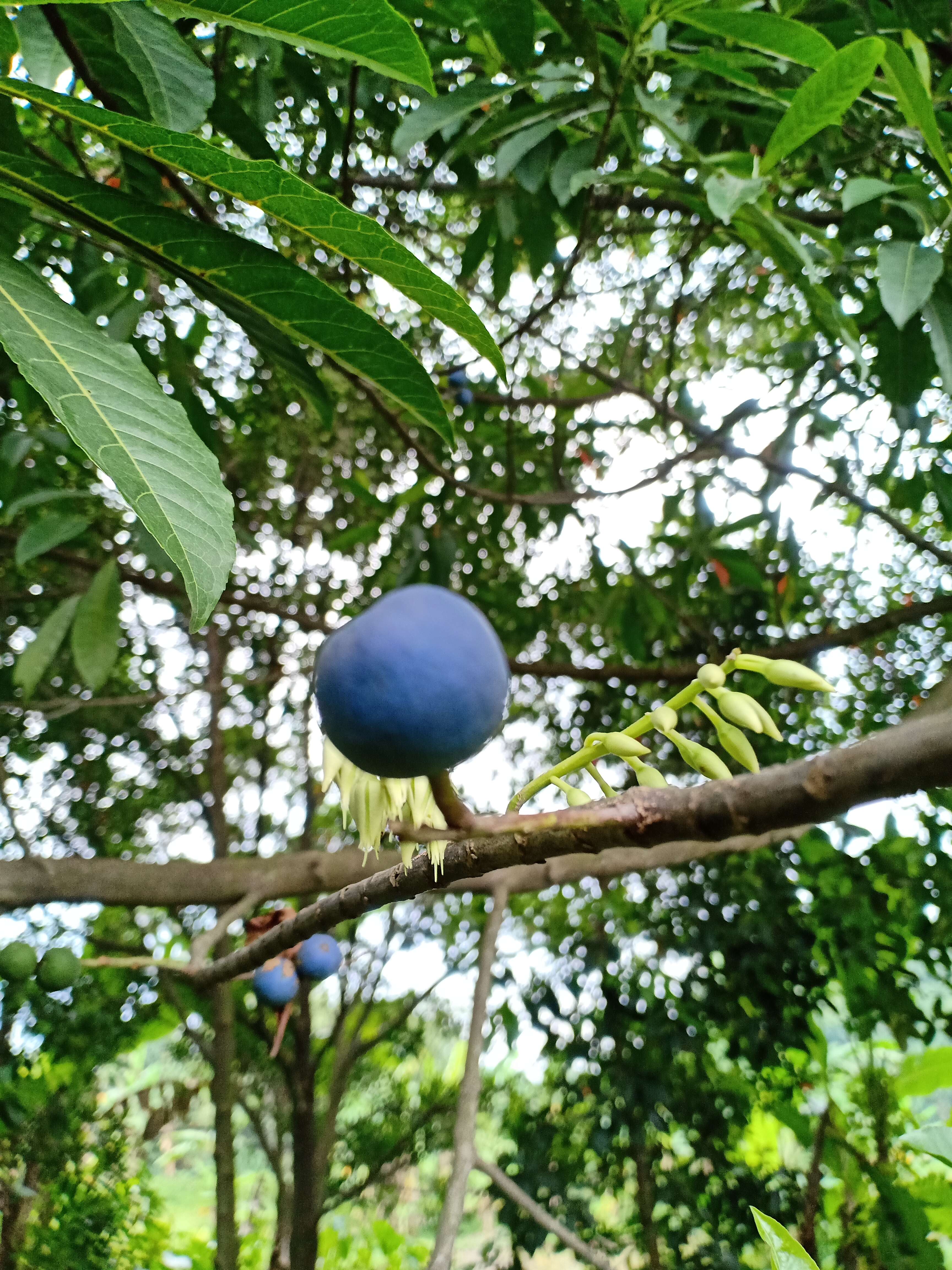 Image of Elaeocarpus ganitrus Roxb.