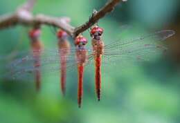 Image of Rainpool Gliders