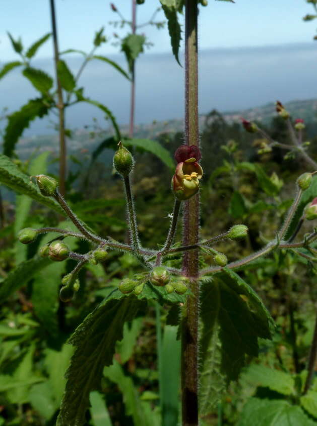 Sivun Scrophularia scorodonia L. kuva