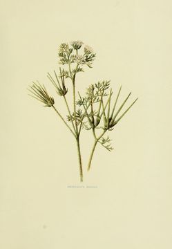 Image of Shepherd's Needle