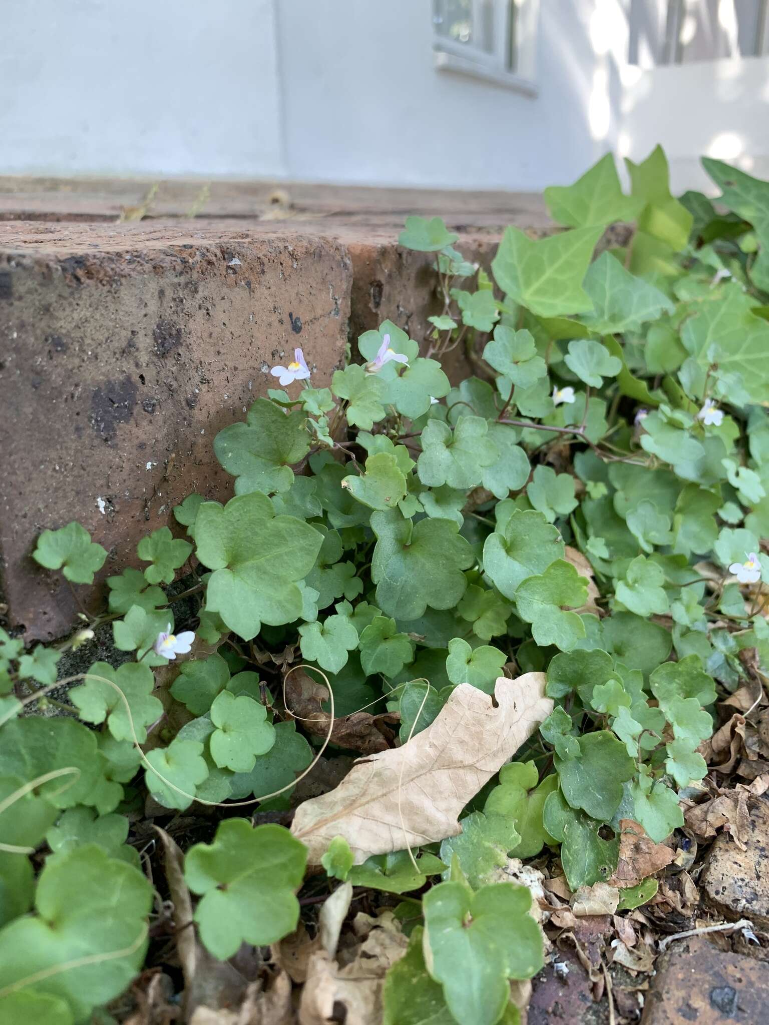 Image of Ivy-leaved Toadflax