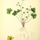 Image of Ranunculus maclovianus Urv.
