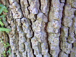 Image of Iberian white oak