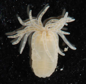 Image of Starlet Sea Anemone