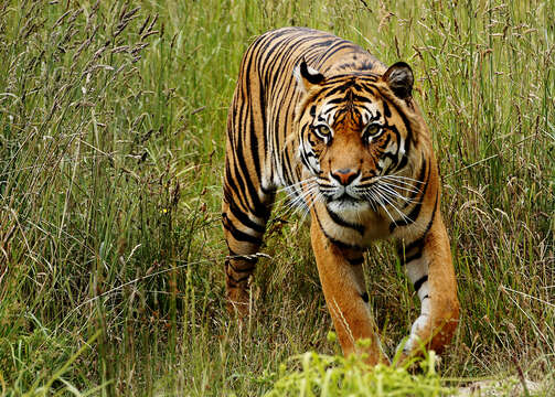 Image of Sumatran Tiger