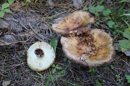 Image of Stinking Russula