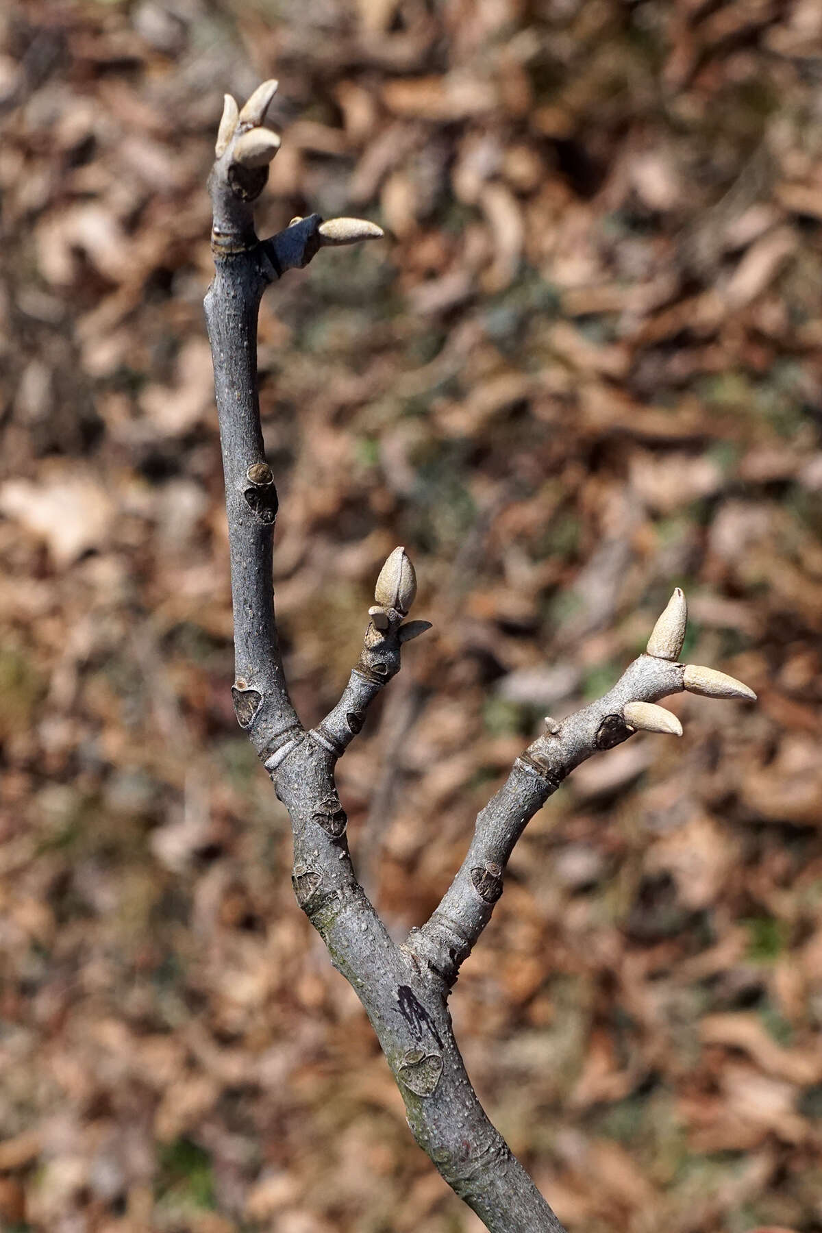 Image of nutmeg hickory