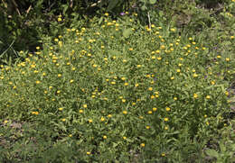 Image of field marigold