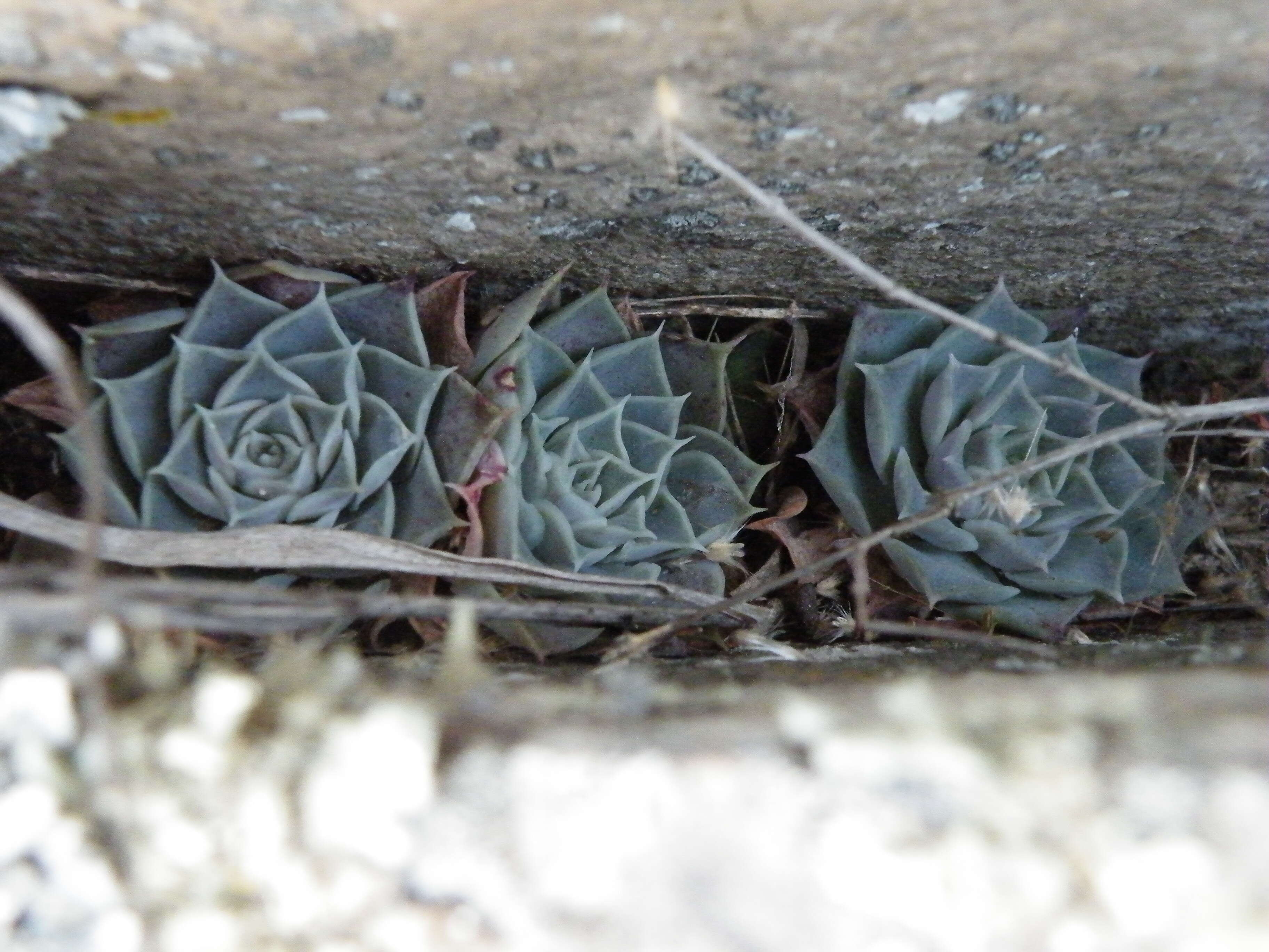 Image of hens and chicks