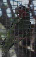 Image of Bahamas Parrot