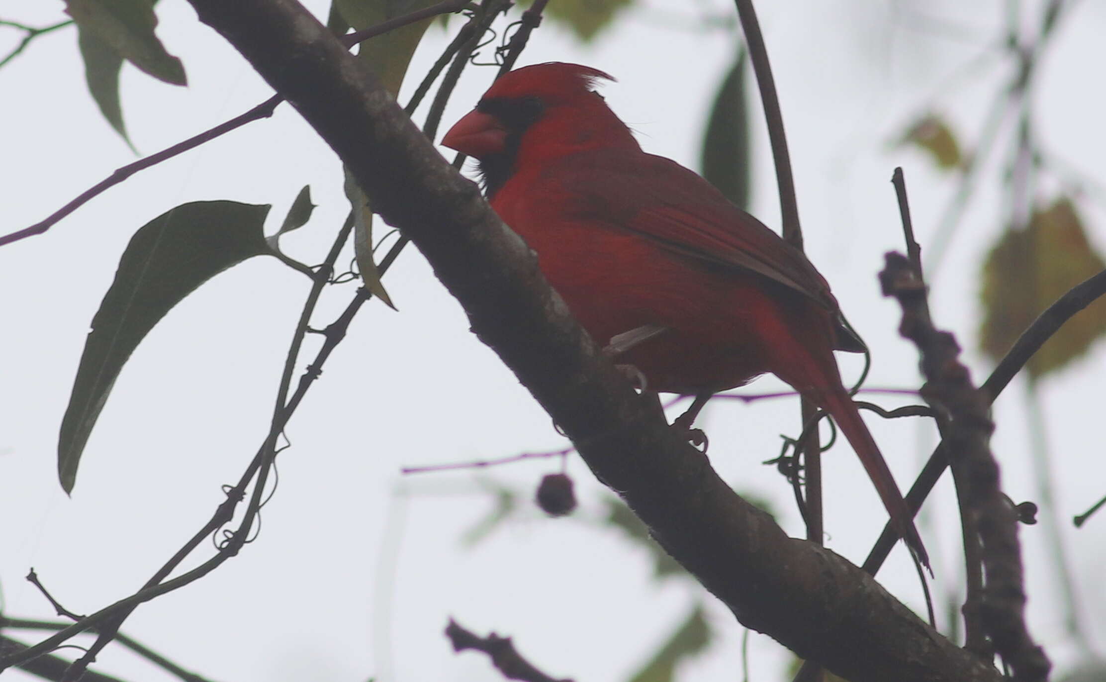 Image of Cardinalis Bonaparte 1838