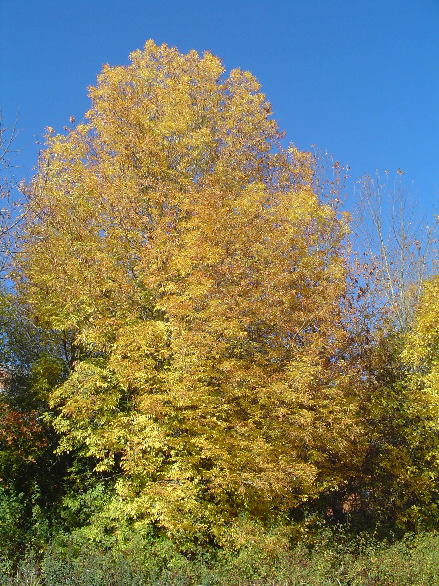 Слика од Fraxinus latifolia Benth.