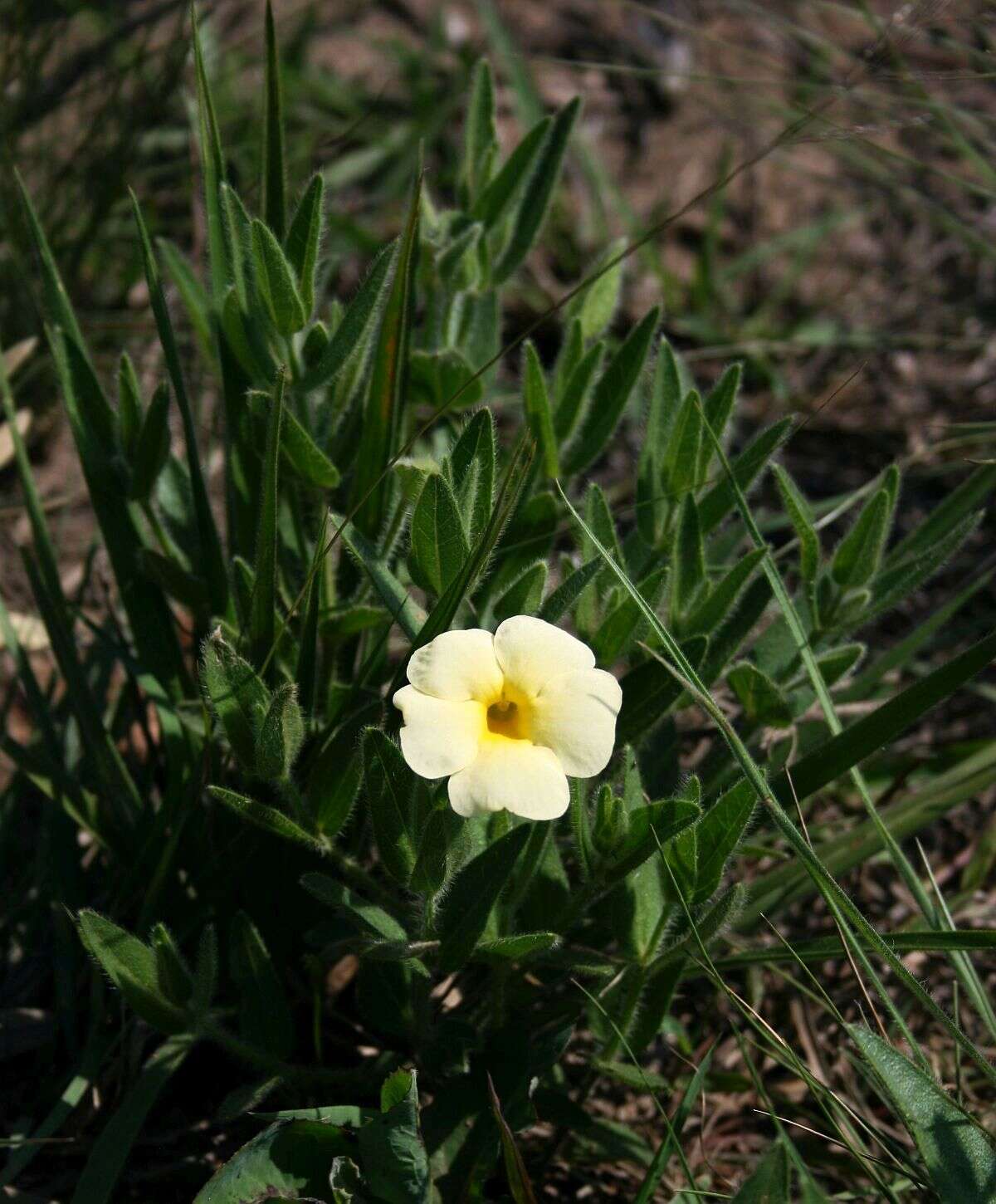 Image of Natal primrose