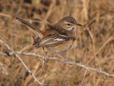 Image of White-browed Scrub Robin