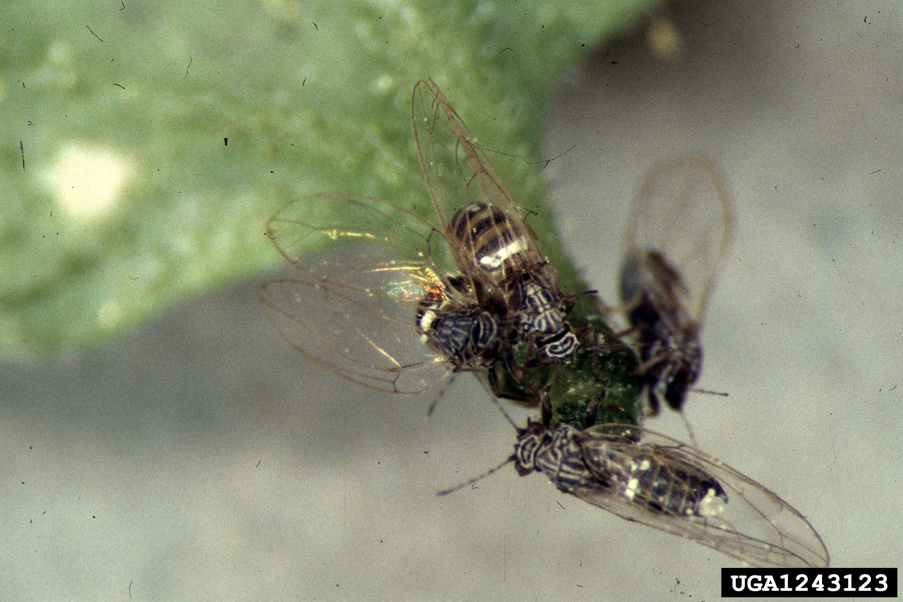 Bactericera cockerelli (Šulc 1909) resmi