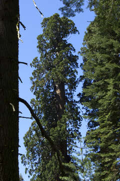 Image of giant sequoia