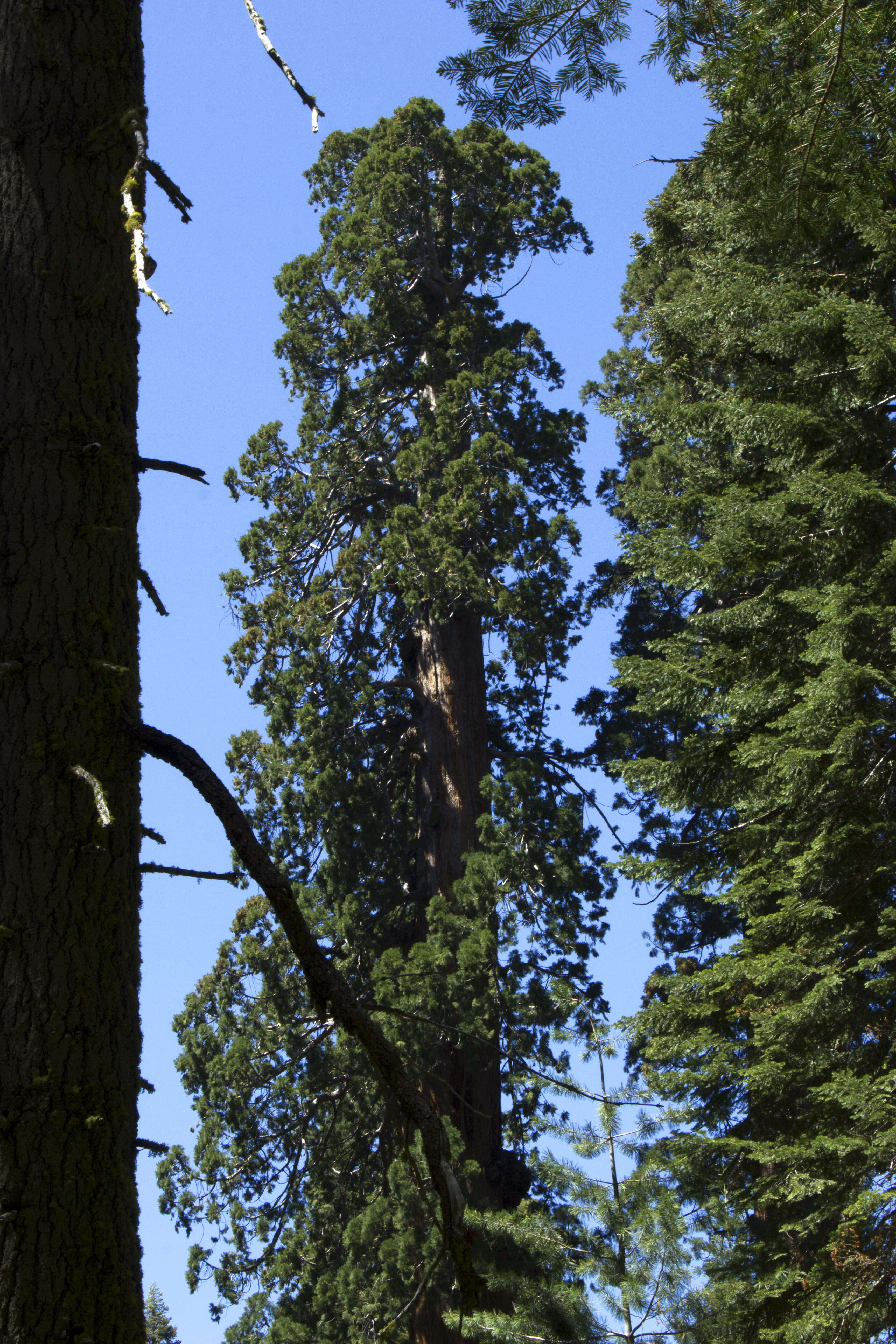 Image of giant sequoia