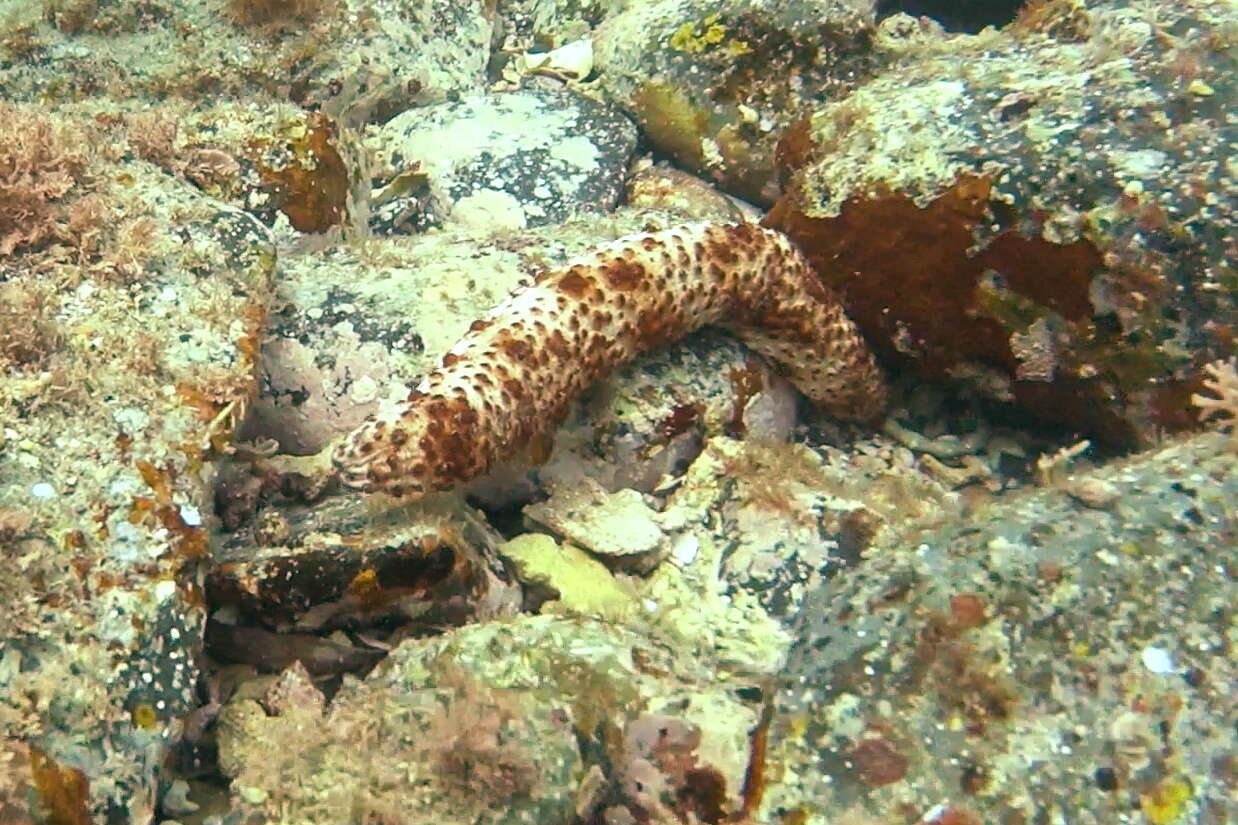 Image of Holothuria (Stauropora) pervicax Selenka 1867