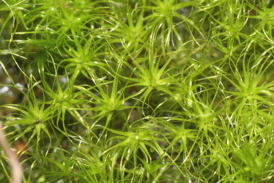 Image of denuded dicranodontium moss