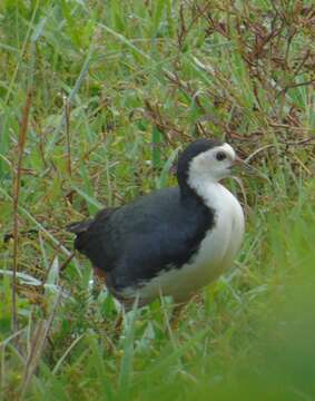 Image of White-breasted Waterhen