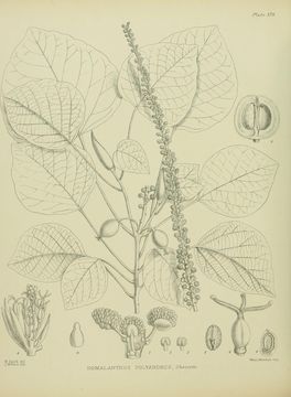 Image of <i>Homalanthus polyandrus</i> (Hook. fil. ex Müll. Arg.) Cheeseman