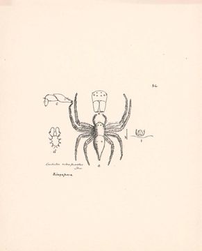 Image of <i>Lycopus rubropictus</i>
