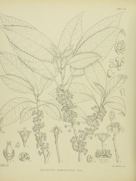 Image of <i>Melicytus ramiflorus</i>