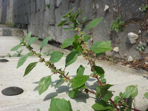 Image of pellitory-of-the-wall