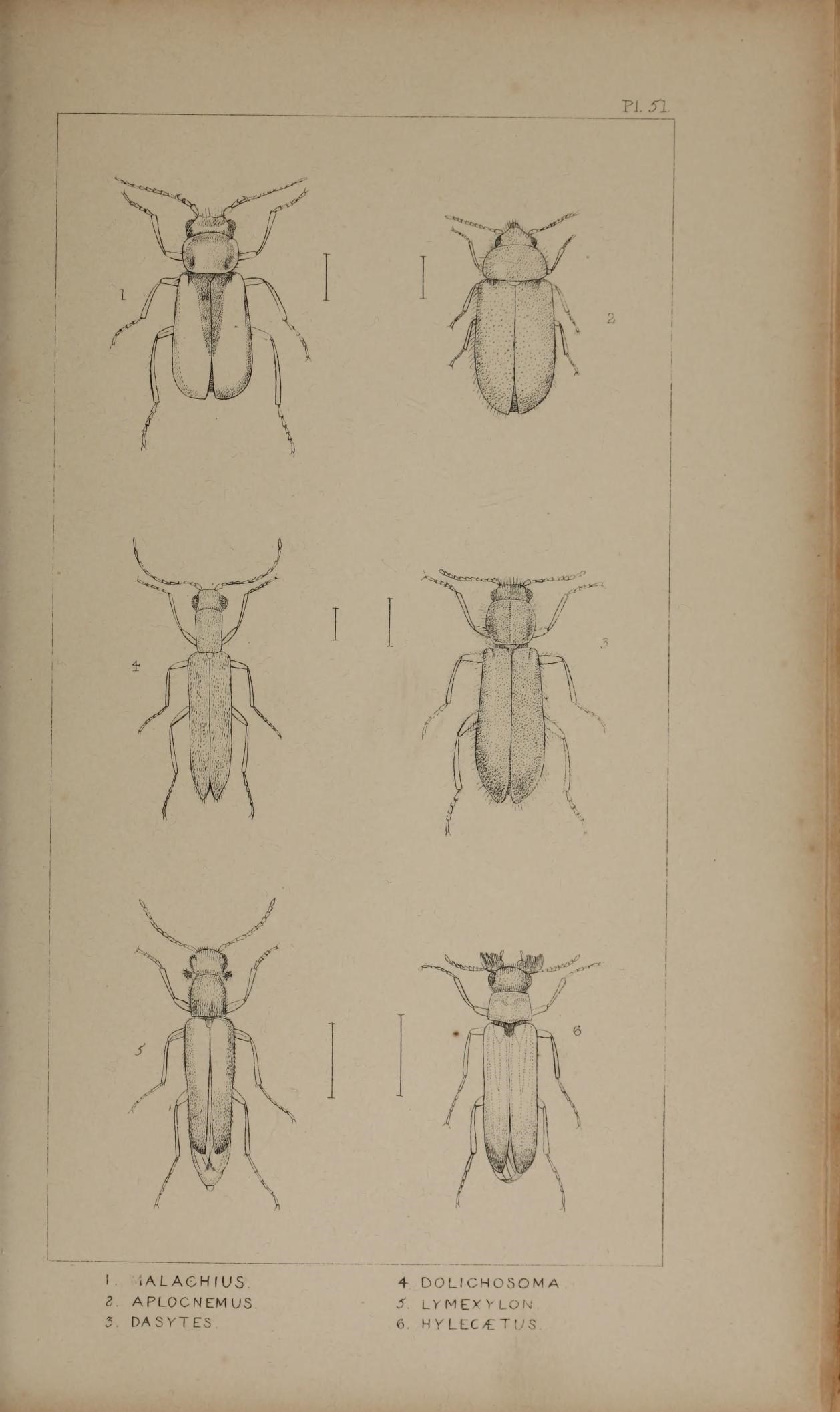 Image of Scarlet Malachite Beetle