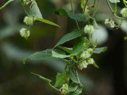 Image of Tragia involucrata L.