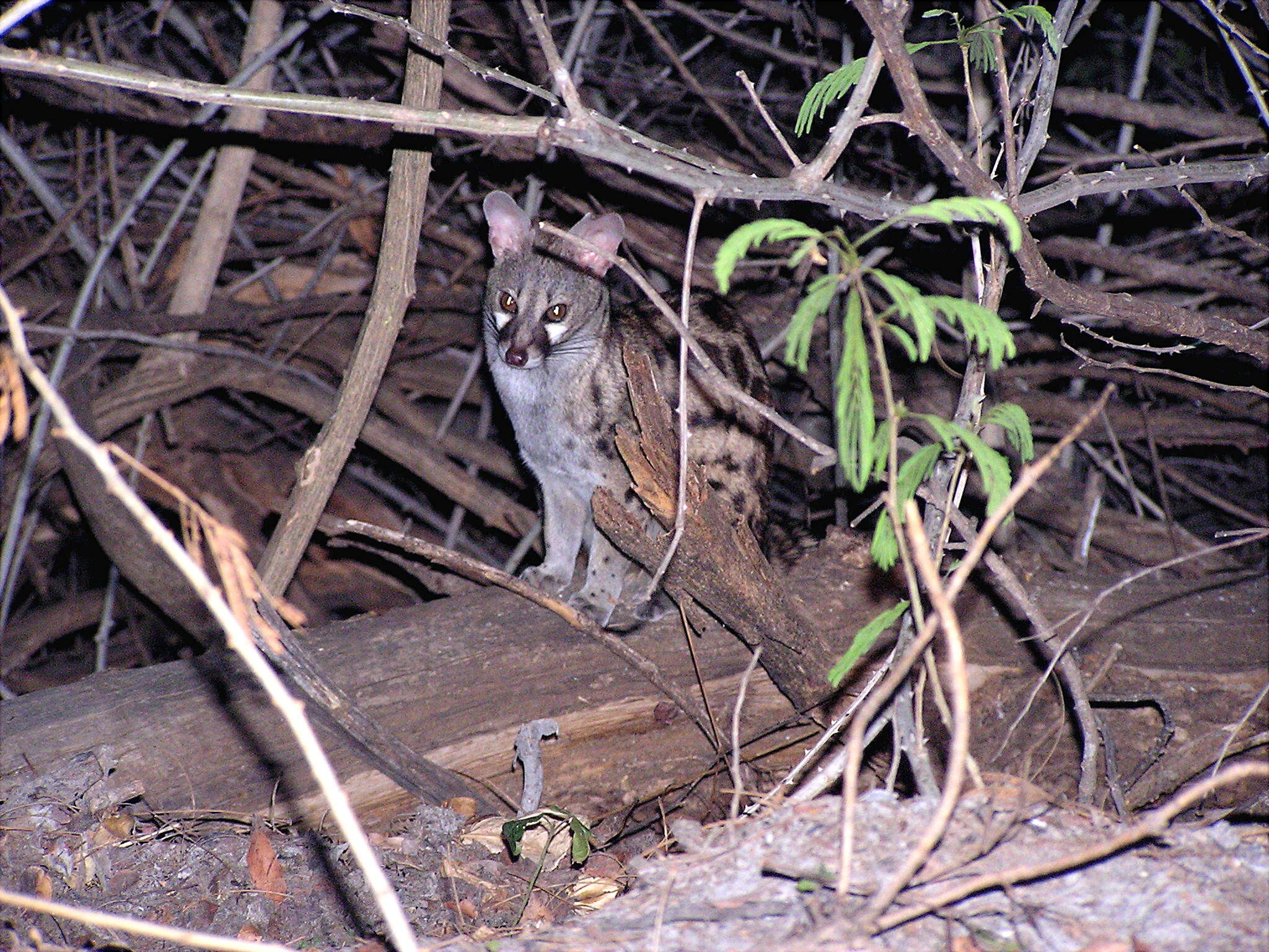 Image of Common Genet