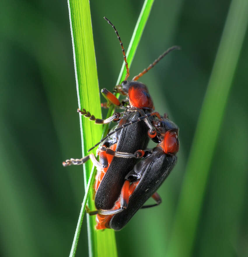 Image of Cantharis rustica