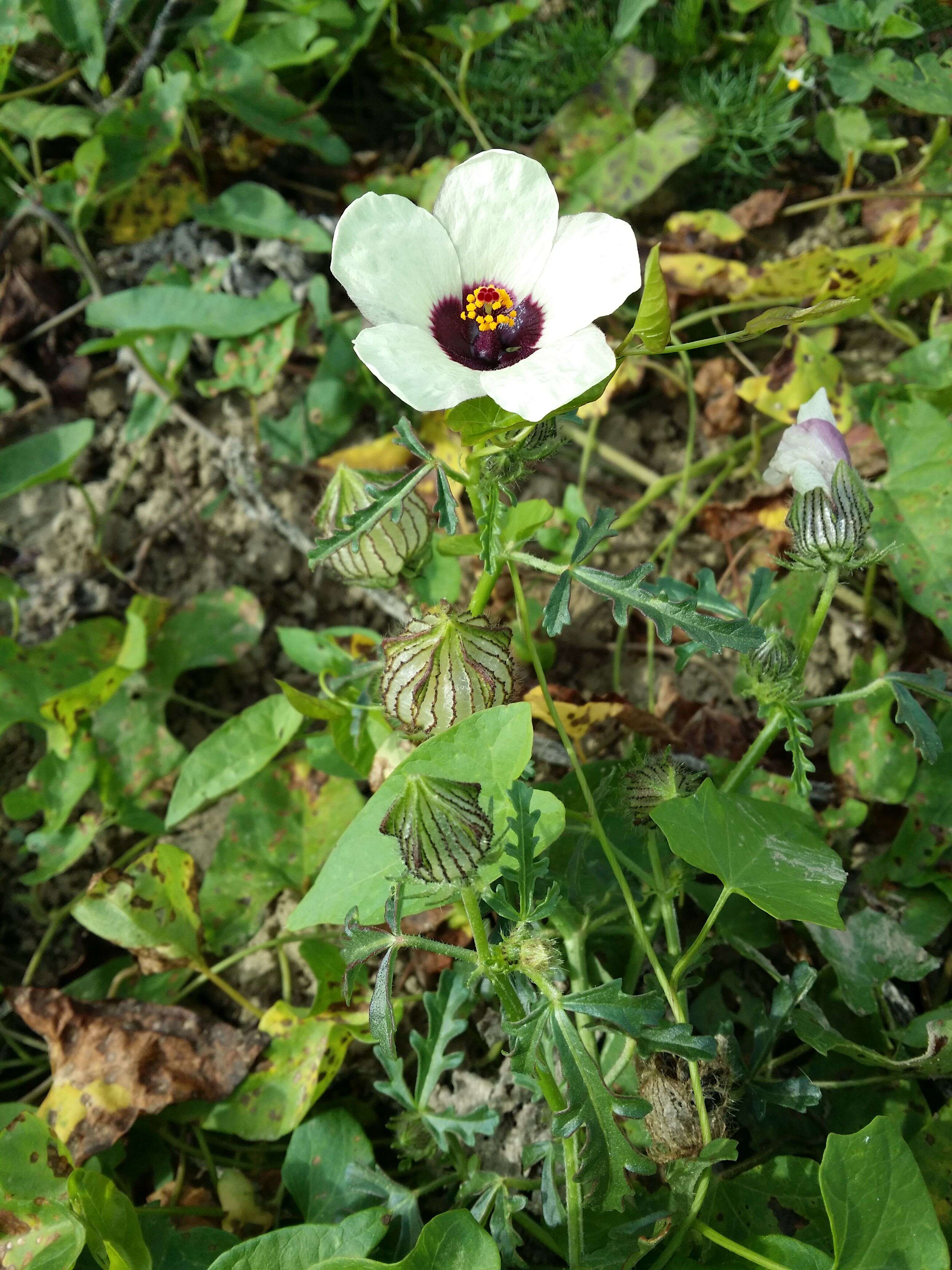 Image of flower of an hour