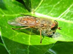 صورة Hybomitra ciureai (Seguy 1937)